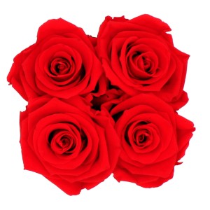 Rosenbox mit 12 roten Rosen in eckiger, schwarzer Box mit Schleife.