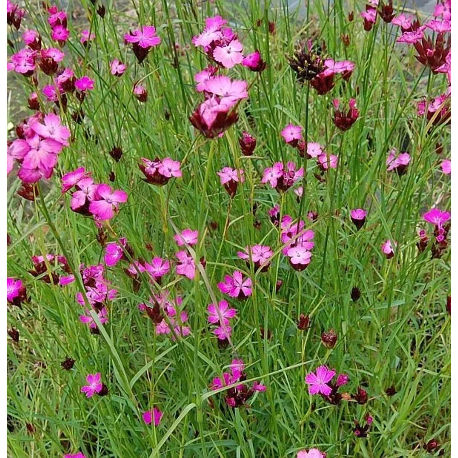 Rote Karthäuser Nelke - Dianthus carthusianorum