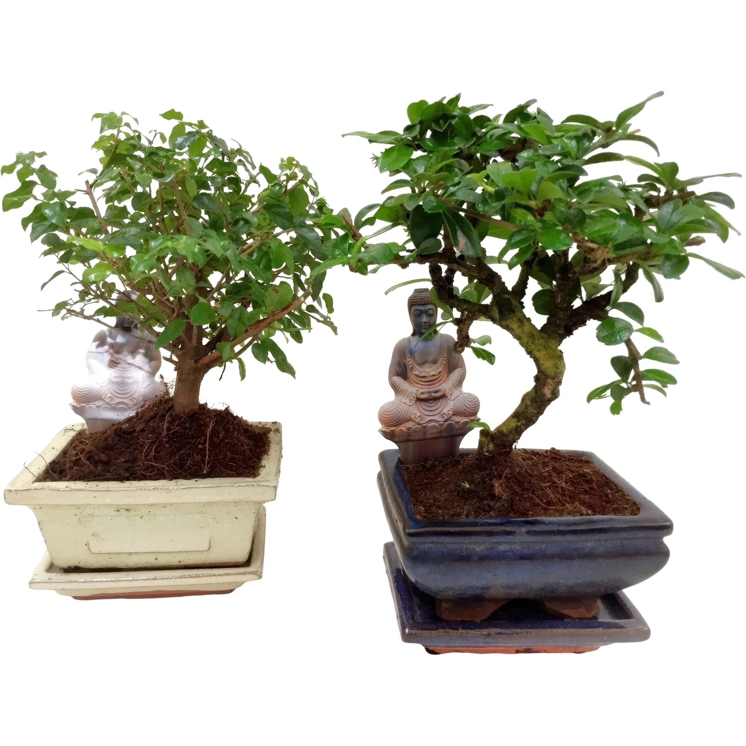 Royal Lemkes Bonsai Buddha Gefäß Topf Ø 15 cm
