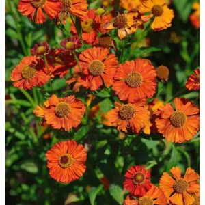 Sonnenbraut 'Indianersommer': orangefarbene Blüten der Helenium Staude im Beet.