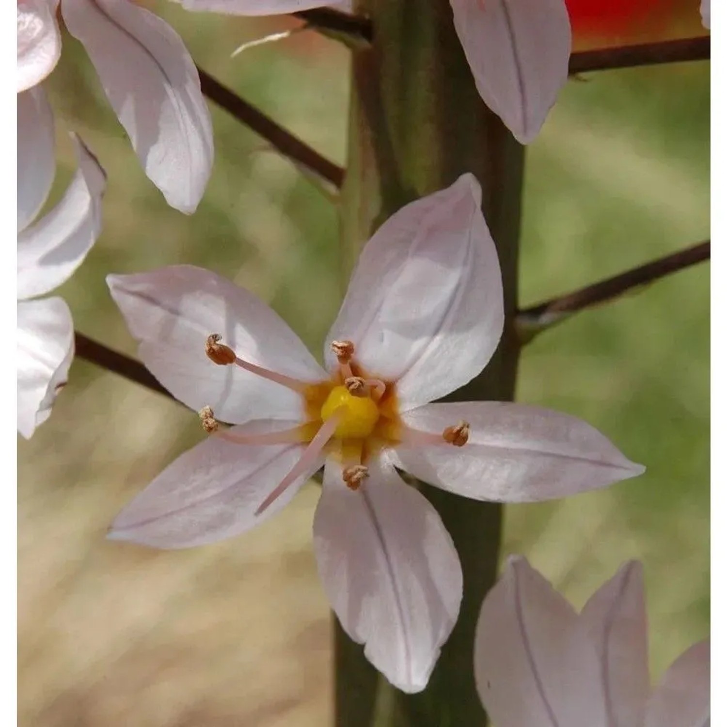 Rosa Steppenlilie - Eremurus robustus