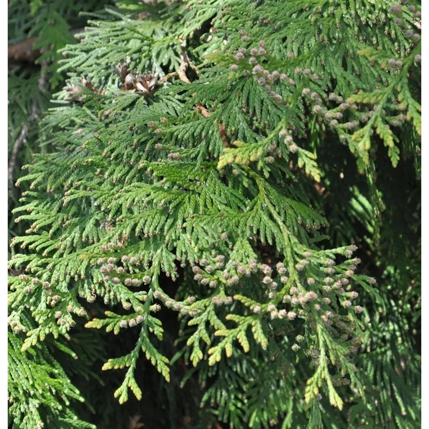Lebensbaum Martin 80-100cm - Thuja plicata