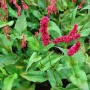 Kerzenknöterich Fat Domino - Persicaria amplexicaulis