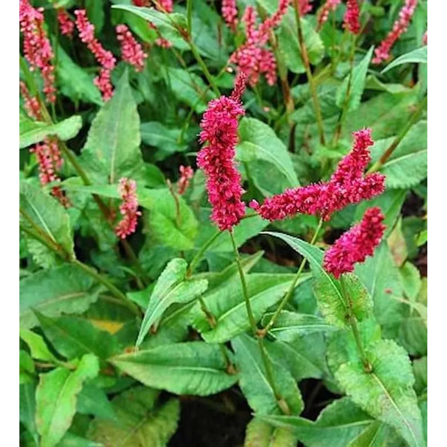 Kerzenknöterich Fat Domino - Persicaria amplexicaulis