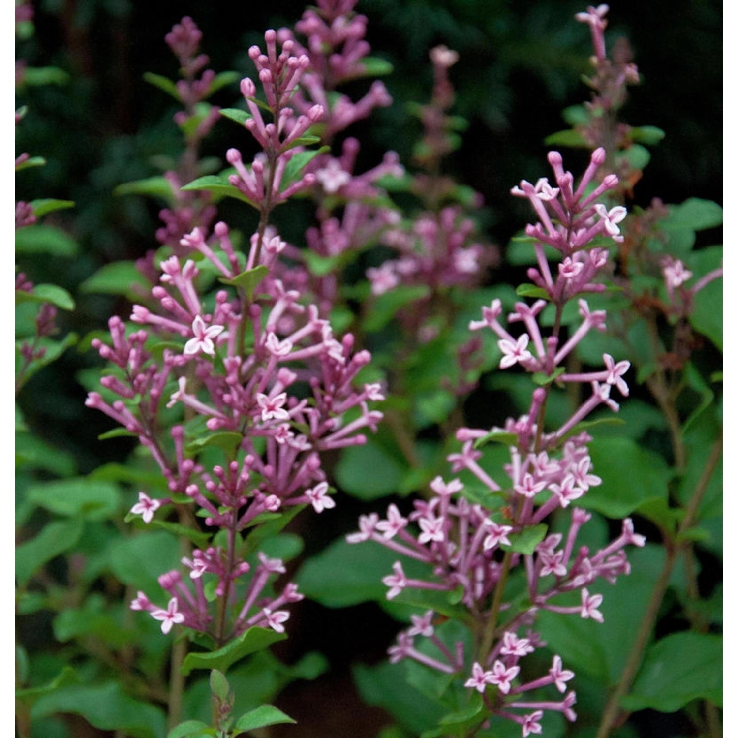 Edelflieder Bloomerang Pink Perfume 40-60cm - Syringa günstig online kaufen