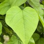 Nahaufnahme der herzförmigen Blätter des Trompetenbaums (Catalpa bignonioides).