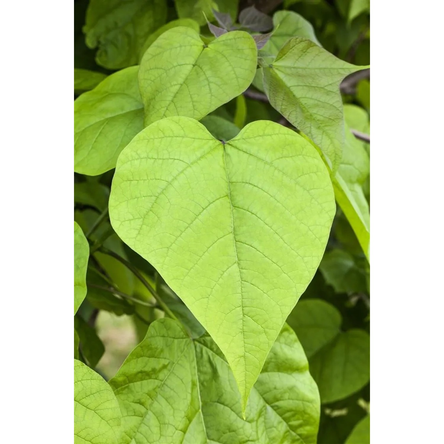 Nahaufnahme der herzförmigen Blätter des Trompetenbaums (Catalpa bignonioides).