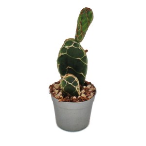 Kobra-Kaktus Opuntia Reticulata im 6,5cm Topf. Ohrenkaktus mit auffälliger Zeichnung.