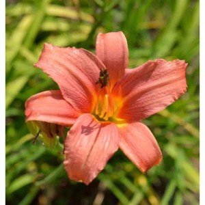 Nahaufnahme einer rosa Taglilie (Hemerocallis Pink Damask) im Garten.