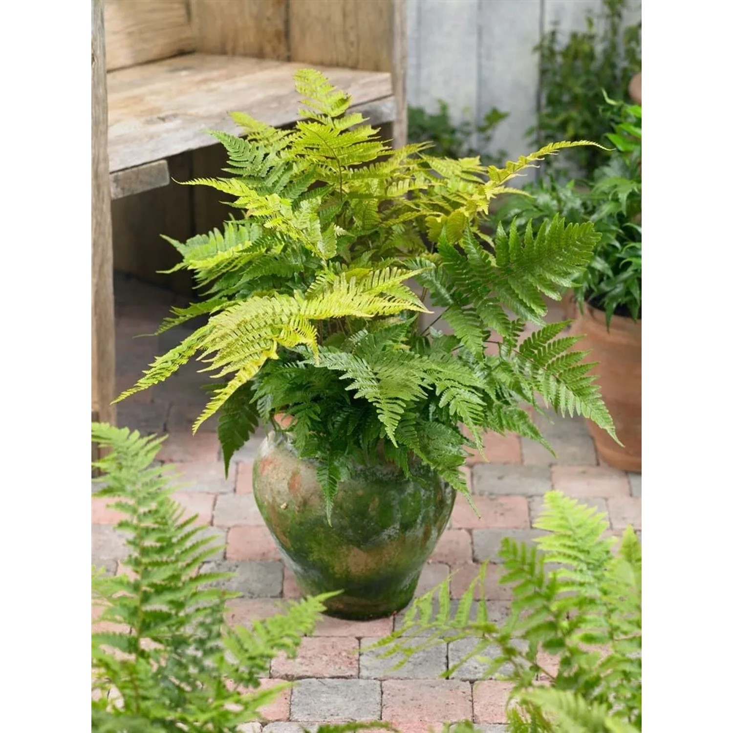 Rotschleierfarn (Dryopteris Erythrosora) im Topf, grüne Staude für halbschattige Standorte.