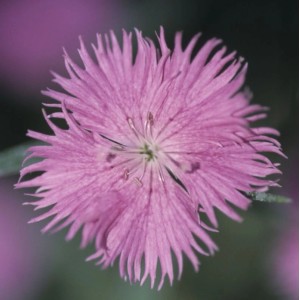 Nahaufnahme einer altrosa Federnelke (Dianthus plumarius) mit filigranen Blütenblättern.