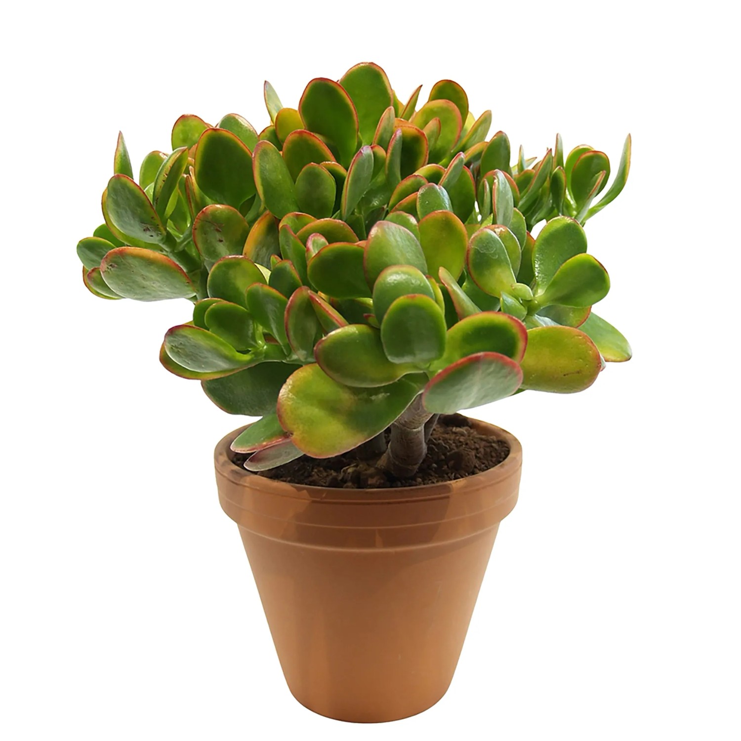 Sukkulenten Mix Kaktus Euphorbia Topf 18 cm kaufen bei OBI