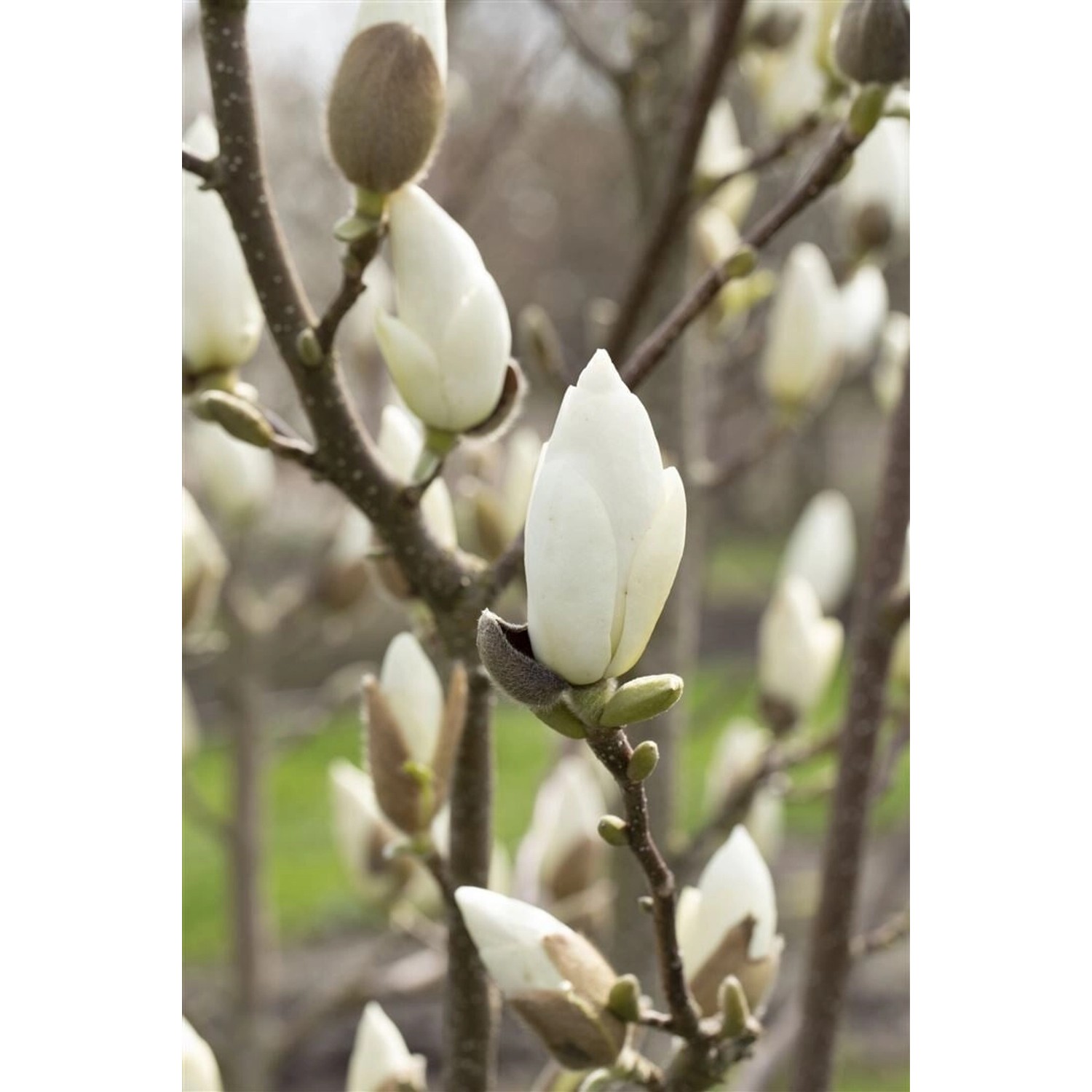Magnolia Denudata Yulan-Magnolie Cremeweiß 80–100 cm günstig online kaufen