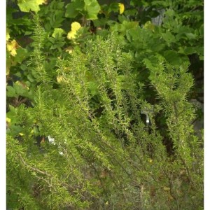 Rosmarin Weihenstephan - Rosmarinus officinalis