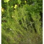Rosmarin Weihenstephan Staude mit grünen, nadelförmigen Blättern. Ideal für Garten und Beet.