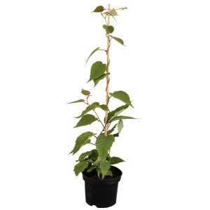 GROW by OBI Kiwi Jenny im Topf, ca. 30-40 cm hoch. Selbstbestäubende Kiwi-Pflanze mit grünen Blättern.