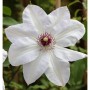 Weiße Clematis Miss Bateman Blüte mit dunklem Zentrum. Kletterpflanze für Garten & Kübel.