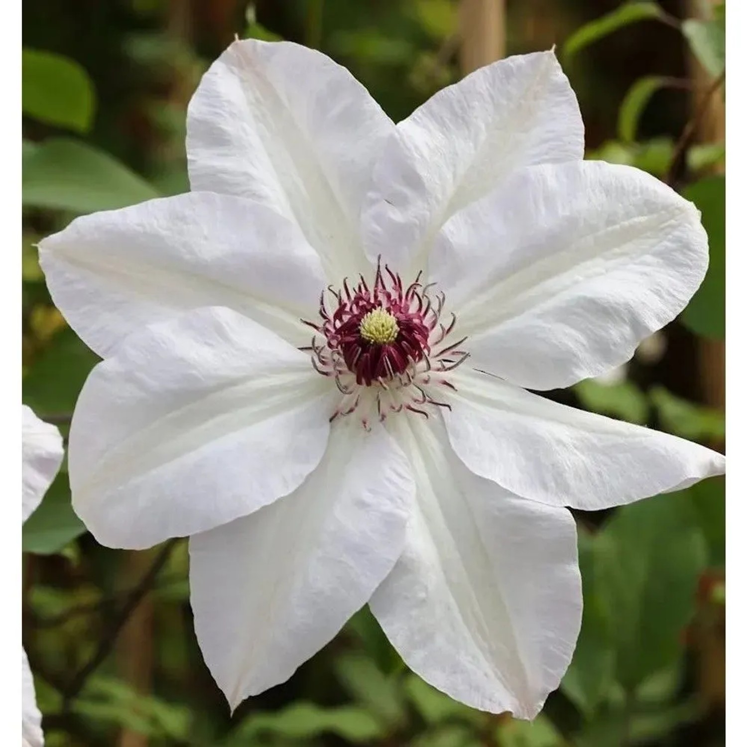 Waldrebe Miss Bateman 125-150cm - Clematis