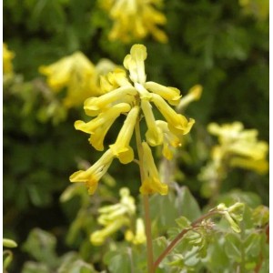 Blühender Gelber Lerchensporn (Corydalis lutea), eine gelbe Staude für den Garten.