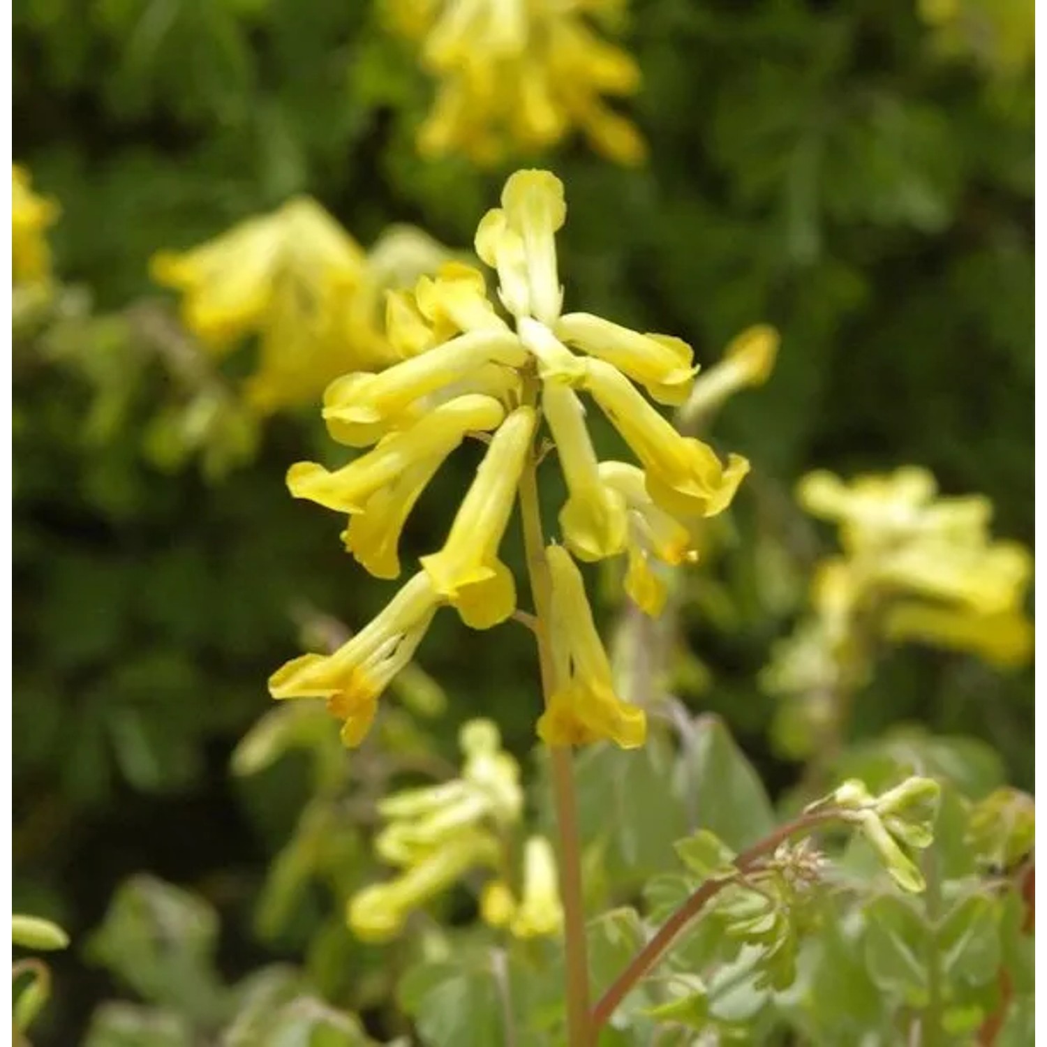Gelber Lerchensporn - Corydalis,utea