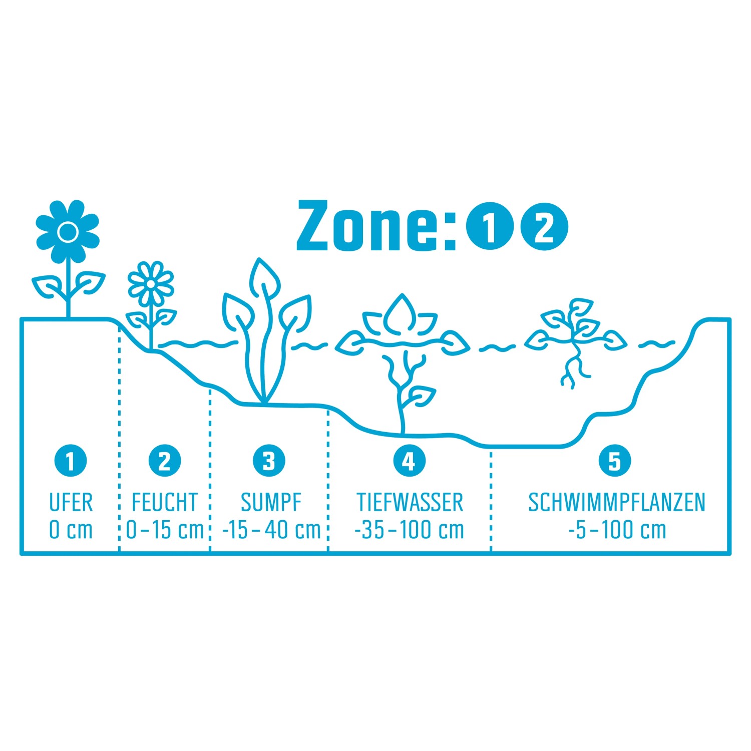 Grafik: Teichzonen für Gauklerblumen und andere Wasserpflanzen, Ufer bis Schwimmpflanzen.