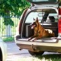 Schwarzes, verstellbares Hundegitter aus Stahl im Kofferraum eines Kombis, trennt liegenden Hund.