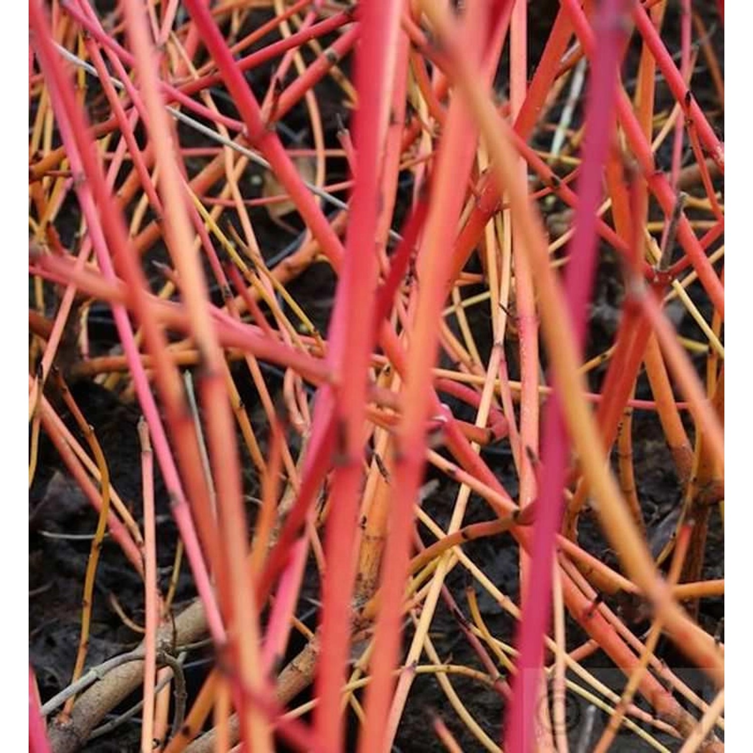 Orangerindiger Hartriegel Annys Winter Orange 80-100cm - Cornus sanguinea günstig online kaufen