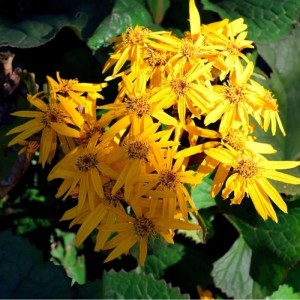 Gelbe Blüten des Purpur Greiskraut (Ligularia dentata), eine dekorative Staude für den Garten.