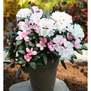 Rhododendron Hydon Velvet im Topf, rosa und weiße Blüten. Strauch für Garten und Beet.