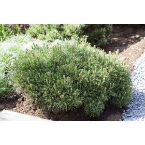 Kompakte Bergkiefer Pinus Mugo Pumilio, 25–30 cm hoch, mit grünen Nadeln im Garten.