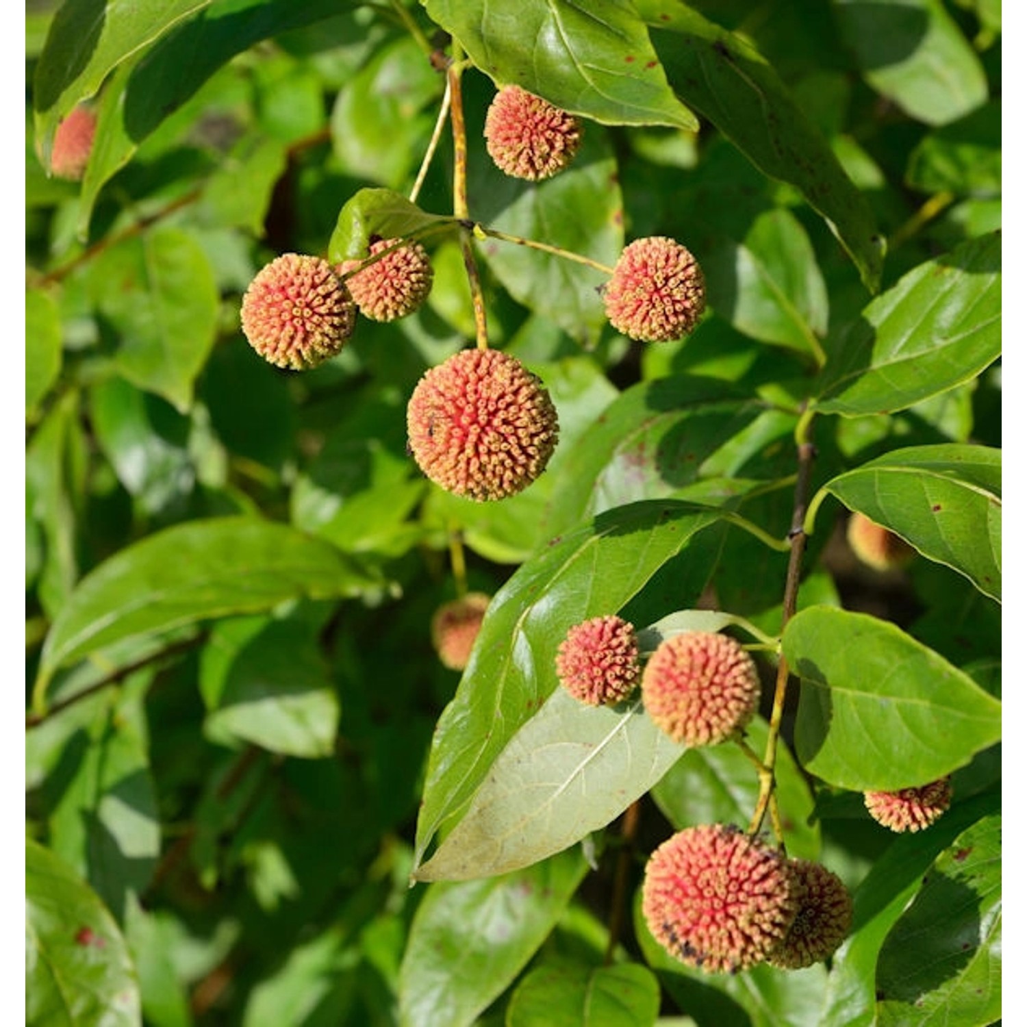 Kopfblume Knopfbusch Sugar Shack 30-40cm - Cephalanthus occidentalis günstig online kaufen