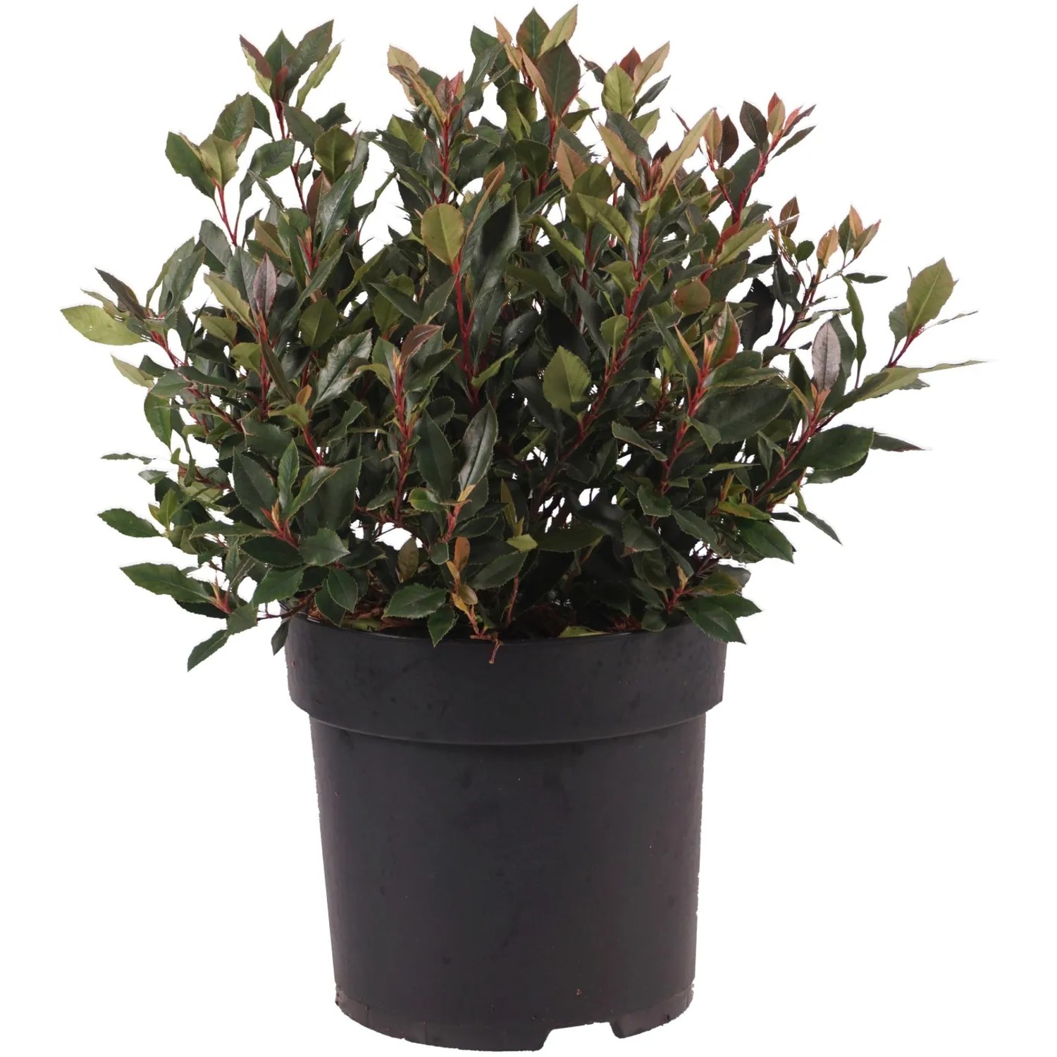 GROW by OBI Glanzmispel "Chico" Kugel H ca. 30cm Topf 6l Photinia fraseri  kaufen bei OBI