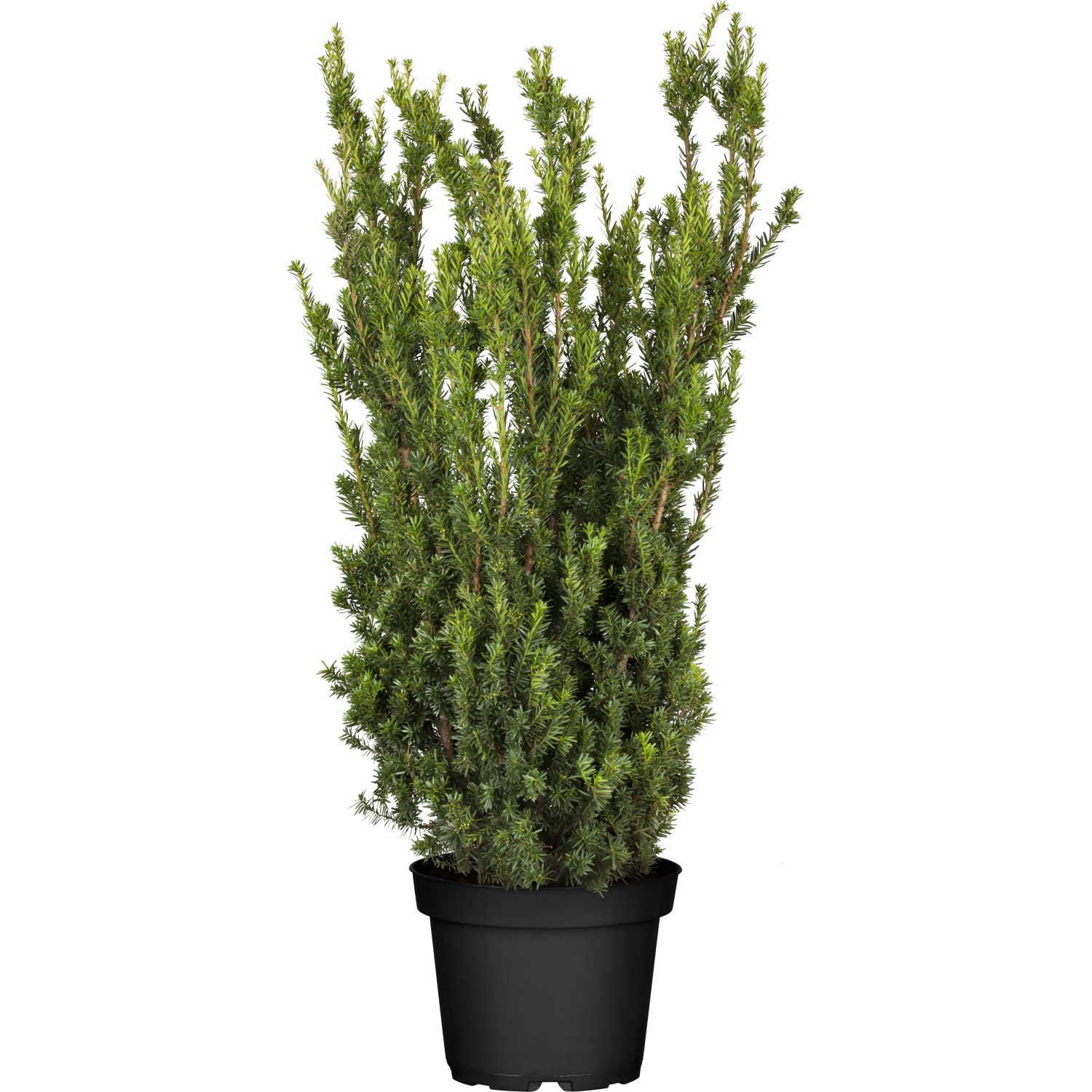 GROW by OBI Becher-Eibe Hillii Höhe ca. 50 - 60 cm Topf Taxus media günstig online kaufen