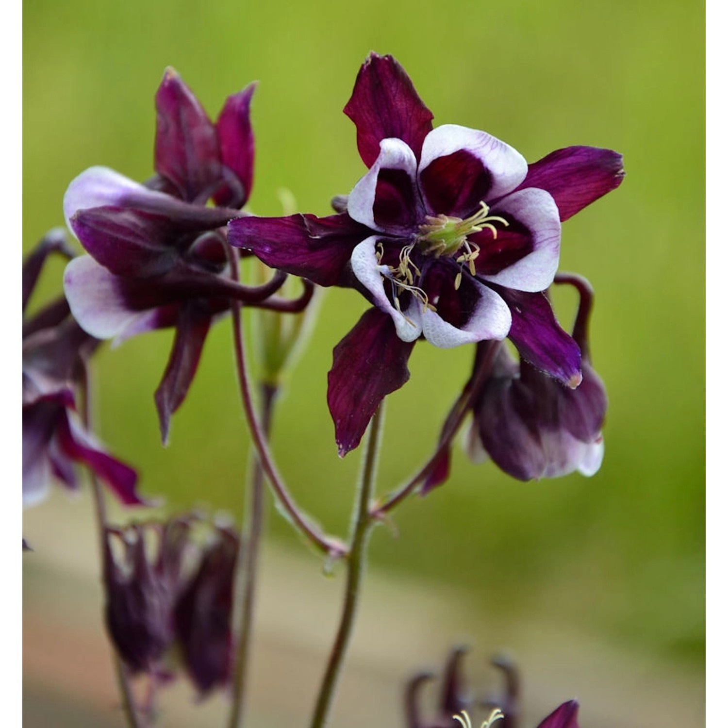 Akelei William Guiness - Aquilegia vulgaris günstig online kaufen