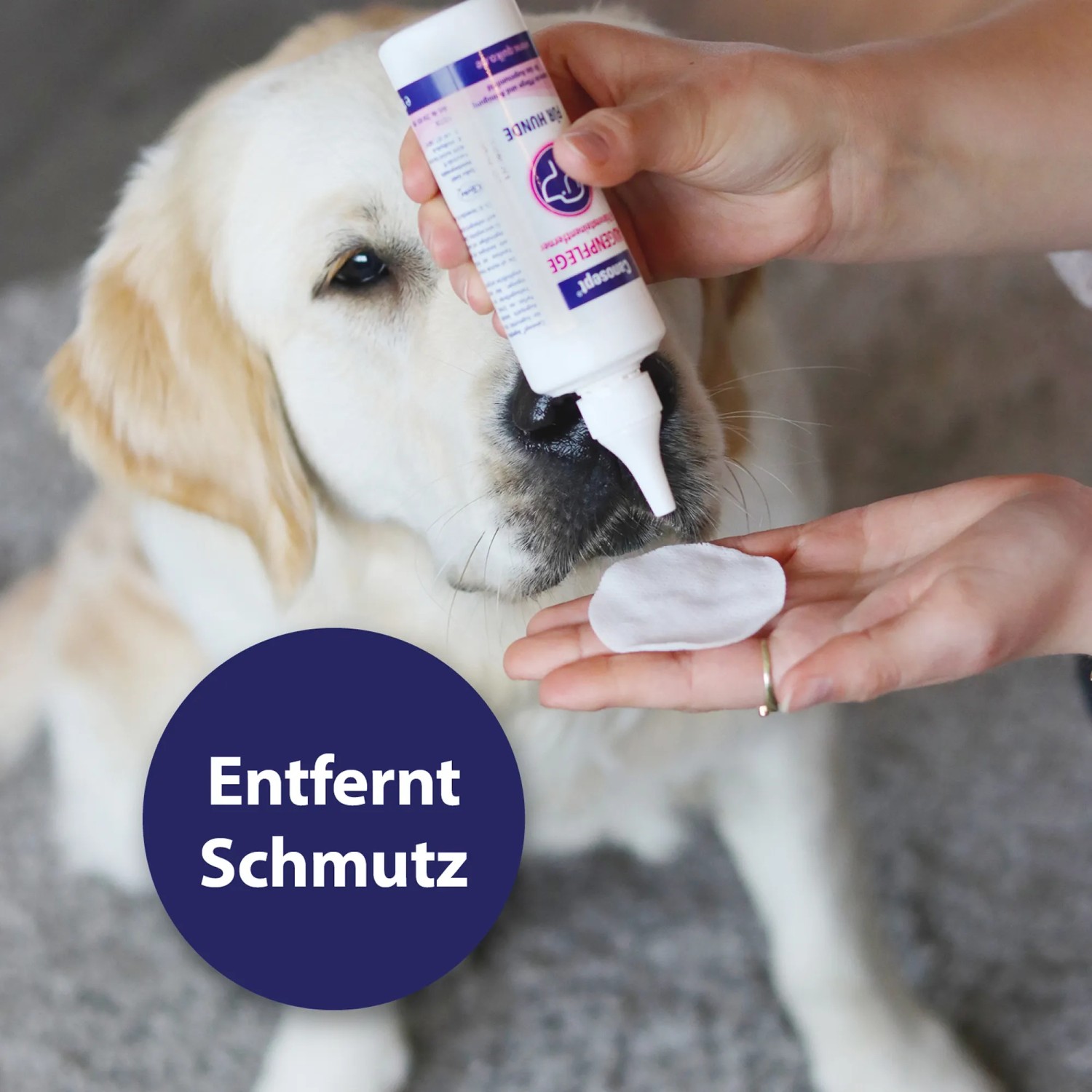 Anwendung der Canosept Augenpflege für Hunde mit Wattepad zur Reinigung der Augenpartie.