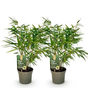 Exotenherz Bambus Fargesia Rufa Grün 2er Set 17cm Topf Höhe 60cm