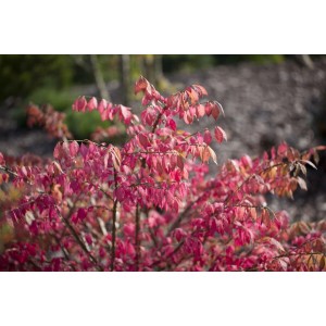 Flügel-Spindelstrauch Euonymus Alatus mit leuchtend roten Blättern im Herbst.