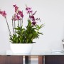 Weiße Artevasi San Remo Pflanzschale (Ø 23 cm) mit blühenden Orchideen auf einem Tisch.