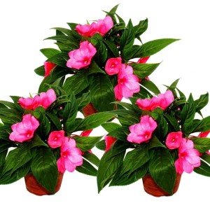 Set aus 3 Edel-Lieschen (Impatiens Neu-Guinea) im 12cm Topf mit lila Blüten.