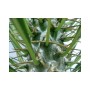 Detailaufnahme: Stamm der Madagaskar-Palme (Pachypodium lameri) mit grünen Trieben und Stacheln.