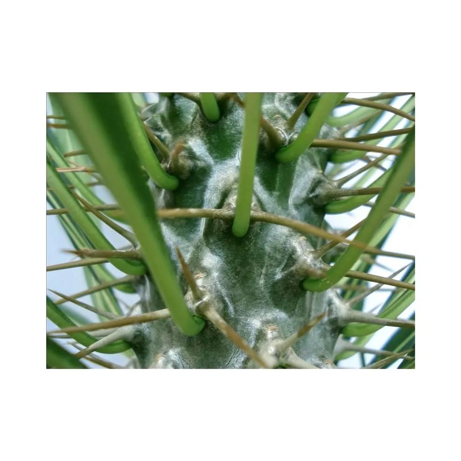 Detailaufnahme: Stamm der Madagaskar-Palme (Pachypodium lameri) mit grünen Trieben und Stacheln.