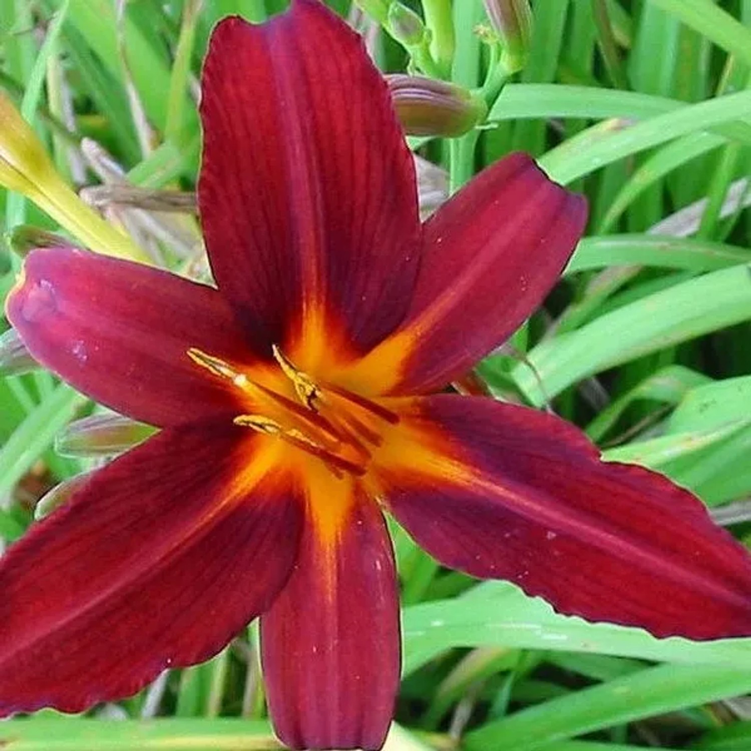 6 x Taglilie 'Flaming Sword' Hemerocallis Topf 9cm Große Blüten