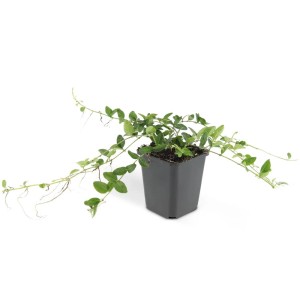Weißblühendes, kleines Immergrün (Vinca minor 'Alba') im 9cm Topf, 12er Set als Bodendecker.