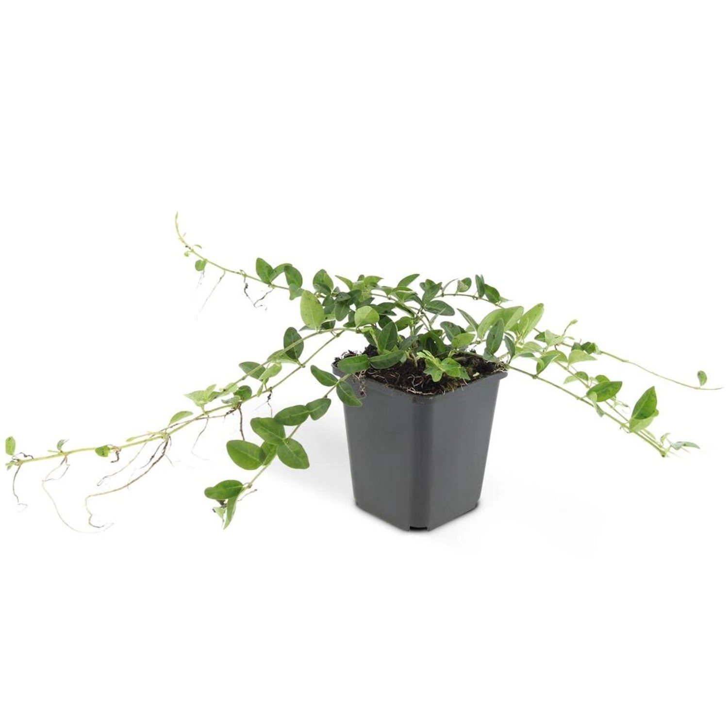 Exotenherz Bodendecker Kleines Immergrün Vinca Minor Alba Weißblühend 9cm Topf Set mit 12 Pflanzen