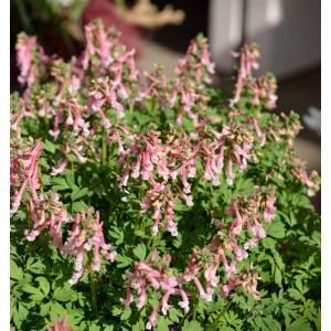 Gefingerter Lerchensporn (Corydalis solida) mit zarten, rosa Blüten im Garten.