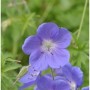 Nahaufnahme einer blauen Wiesenstorchschnabel Brookside Blüte, eine Staude.