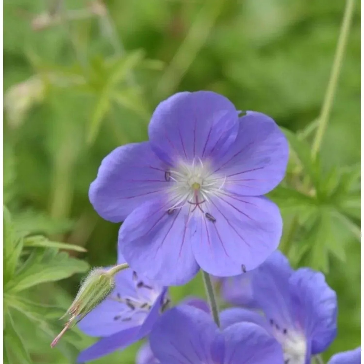 Wiesenstorchschnabel Brookside - Geranium pratense