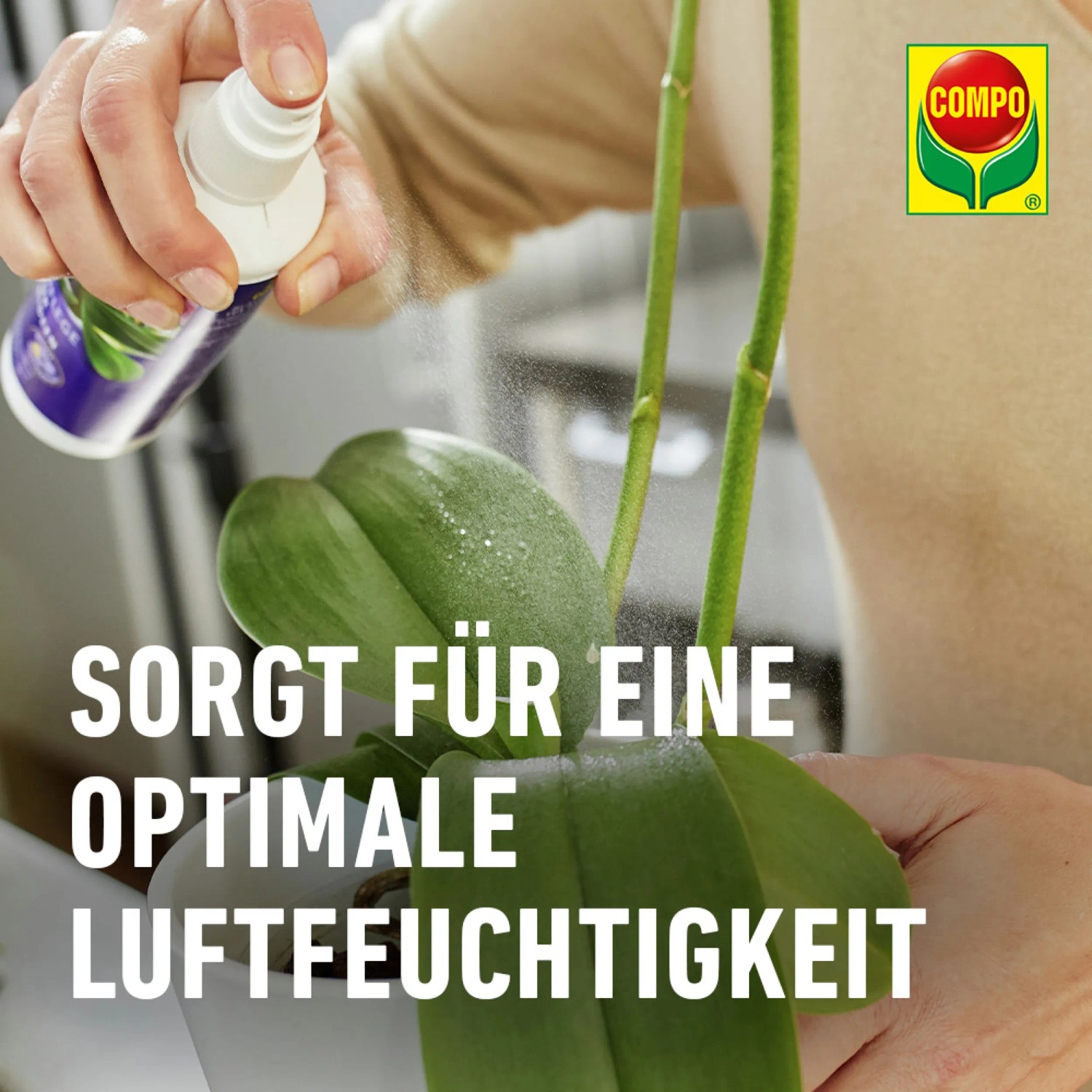 Anwendung: Compo Blattpflege Spray für Orchideen für gesunde, glänzende Blätter.