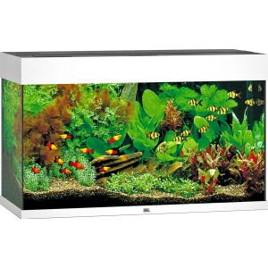 Weißes Juwel Aquarium Rio LED 125 l, bepflanzt und mit Fischen.
