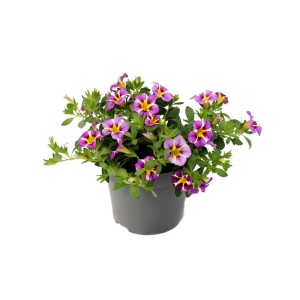 Zauberglöckchen im Topf, lila-gelbe Minihängepetunien, 12cm Topf, Hängepflanze.